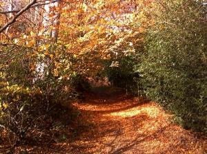 Autumn colour in the Surrey Hills