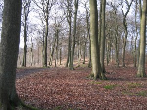 Quintessential beech woodland in the Chilterns